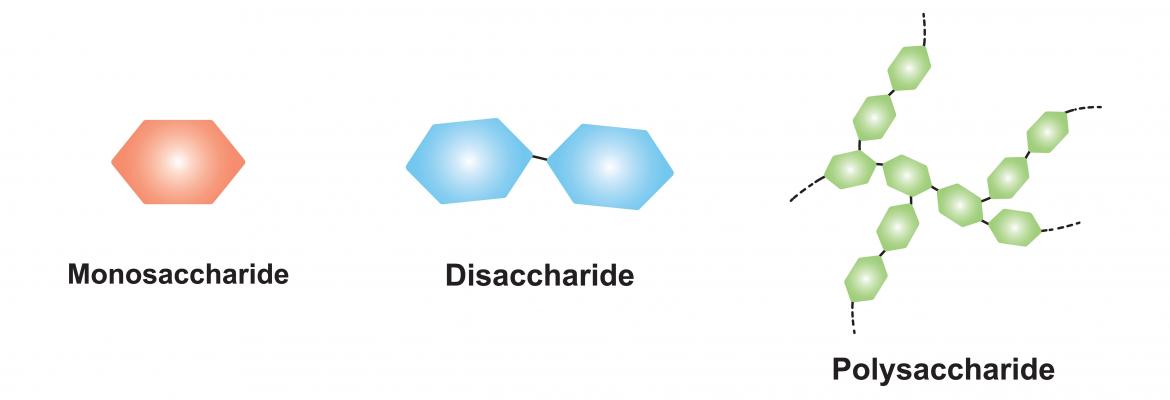 ¿Qué son los hidratos de carbono?